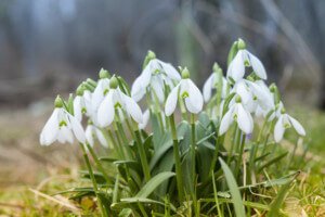 Where are the Spring Flowers? How to Plant, and Protect Them