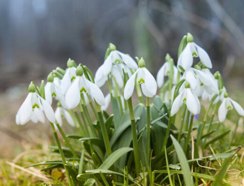 Where are the Spring Flowers?