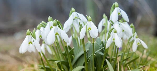 Where are the Spring Flowers? How to Plant, and Protect Them