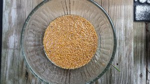 Mustard Seeds