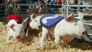 Puyallup Spring Fair Racing Pigs