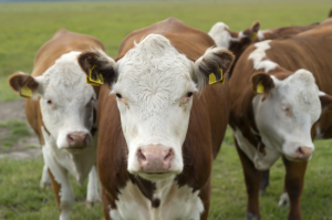 Why Do Cows Moo? The Answer May Surprise You