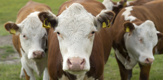 Why Do Cows Moo? The Answer May Surprise You