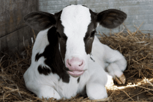Cow Diseases:A Comprehensive Guide to Prevention & Treatment