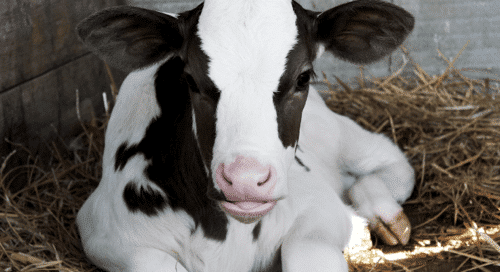 Cow Diseases:A Comprehensive Guide to Prevention & Treatment