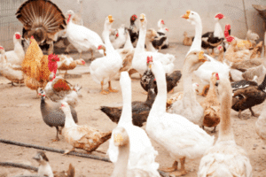 Avian Flu: What You Need to Know About This Deadly Virus