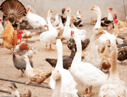 Avian Flu: What You Need to Know About This Deadly Virus