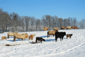 Farm Cows in Winter: How to Take Care of Your Farm Cows