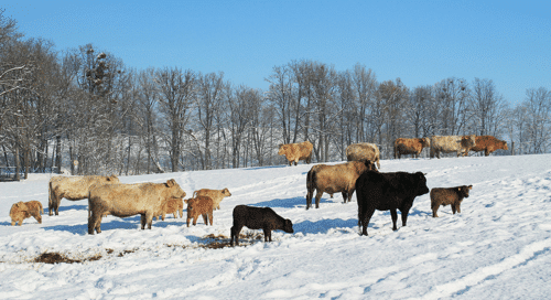 Farm Cows in Winter: How to Take Care of Your Farm Cows