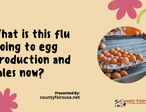 What is this flu doing to egg production and sales now?