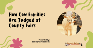 How Cow Families Are Judged at County Fairs