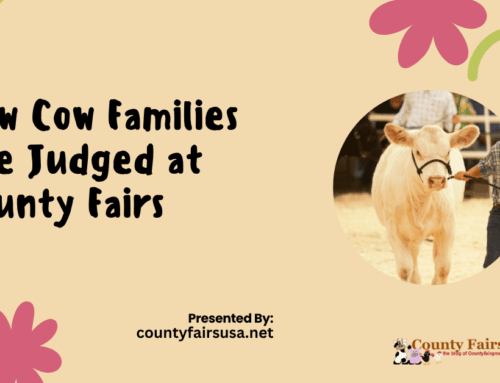 How Cow Families Are Judged at County Fairs