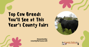 Top Cow Breeds You’ll See at This Year’s County Fairs