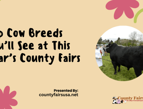 Top Cow Breeds You’ll See at This Year’s County Fairs